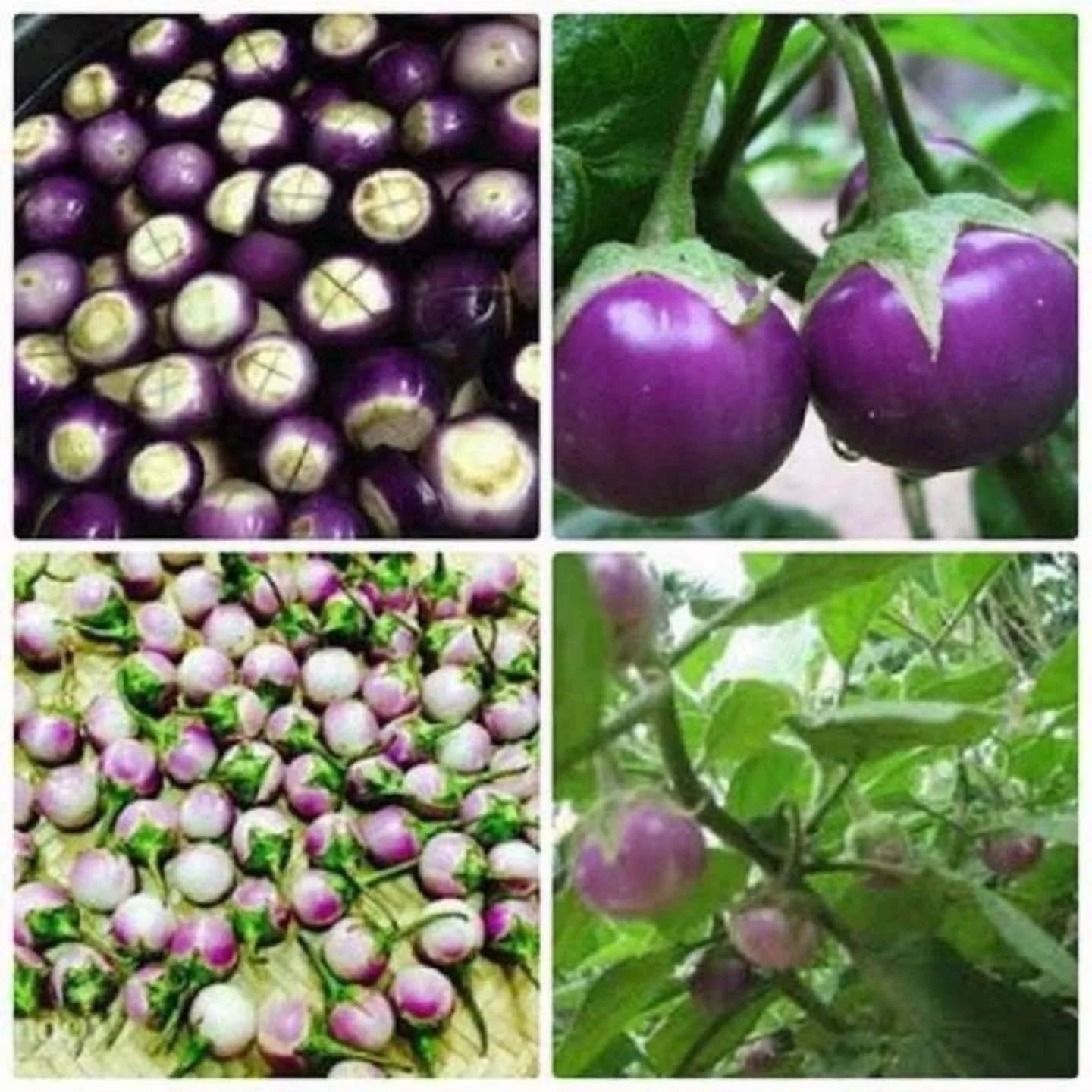 100 Purple Round Vietnam Eggplant Seeds, Cà Pháo Tím Non-GMO Heirloom by Mai's Family