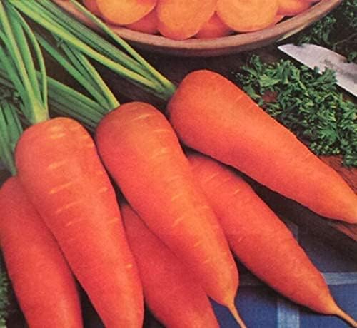 Carrots-Danvers Half Long.- 100+ Seeds
