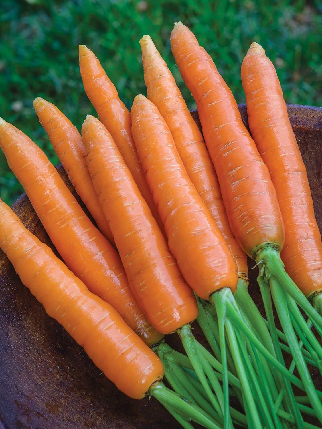 Burpee Nantes Half Long Carrot Seeds 3000 seeds