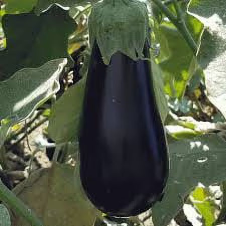 Black Beauty Heirloom Egg Plant Seeds