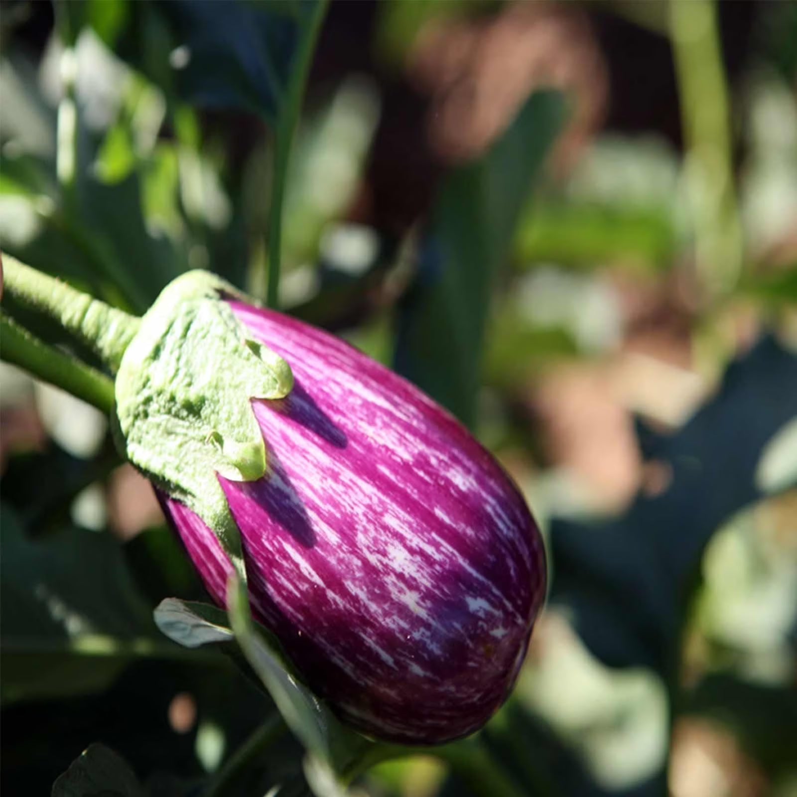 Fairy Tale Hybrid Eggplant Garden Seeds - 10 Seeds