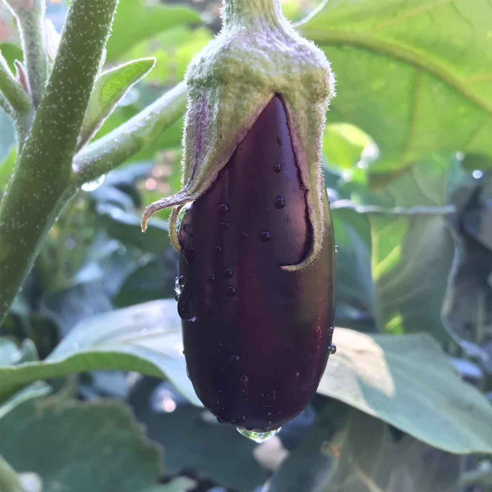 Long Purple Eggplant Garden Seeds - 1 g Packet ~200 Seeds