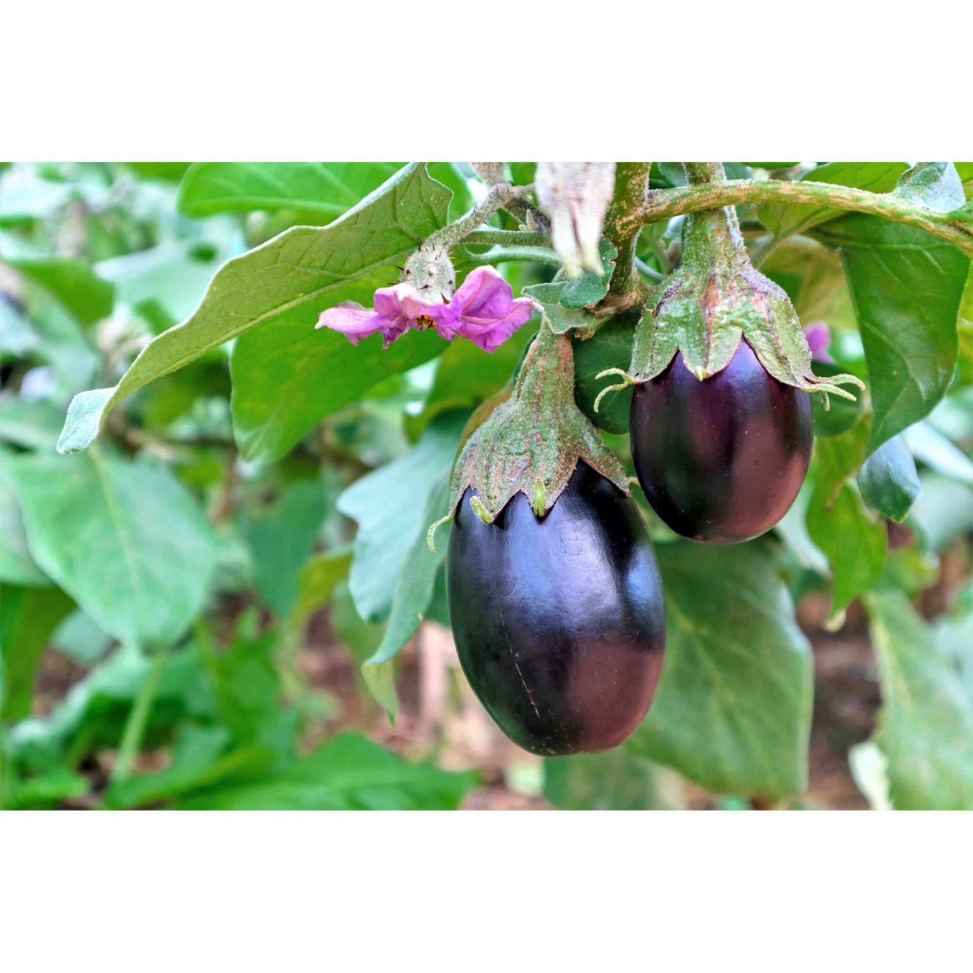 1000 * Seeds BLACK BEAUTY EGGPLANT Solanum Melongena Esculentum Vegetable Seeds
