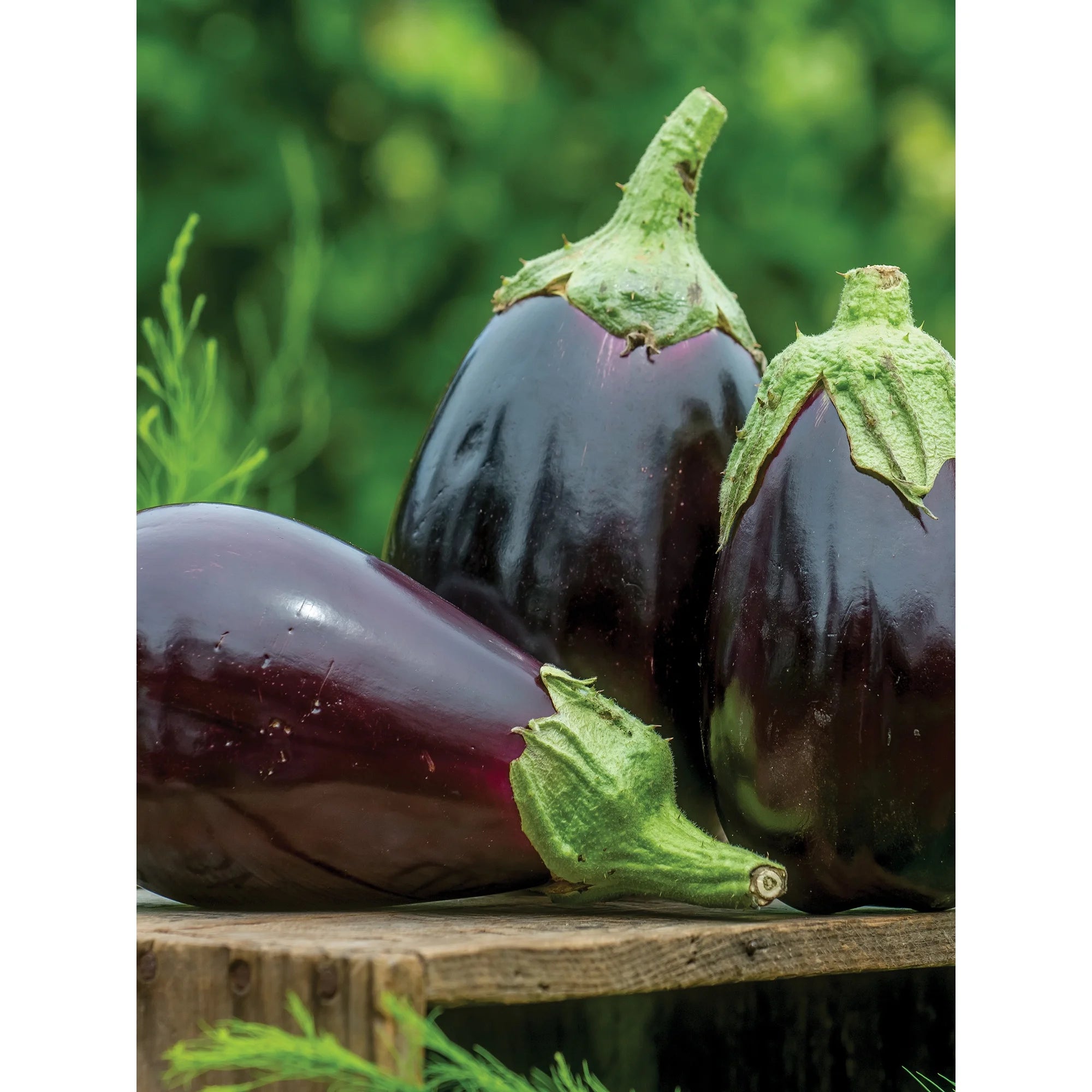 Burpee Black Beauty Eggplant Seed, Heirloom Vegetable, Full Sun, Annual Lifecycle