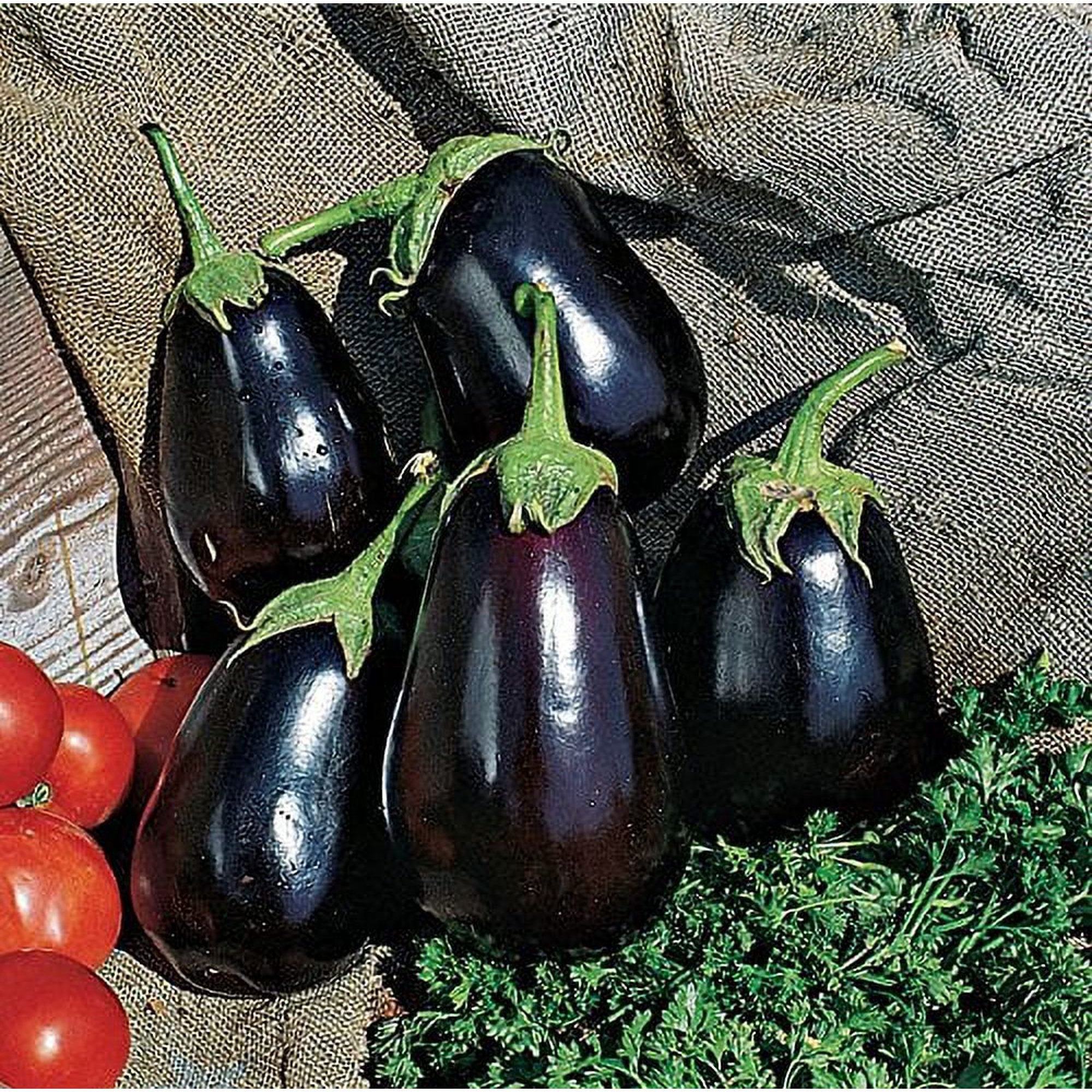 Burpee Black Beauty (Organic) (Heirloom) Eggplant Seeds 50 seeds