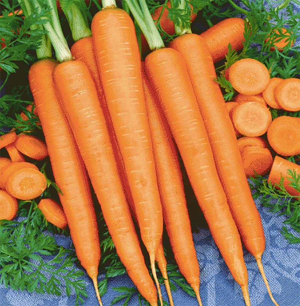Tendersweet Carrots A Delicacy 900 Seeds  Carrot