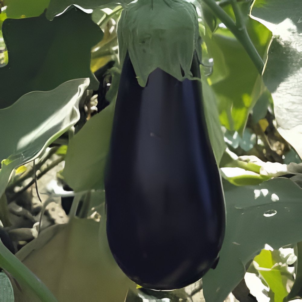 Papaws Garden Supply LLC Helping the Next Generation Grow! Florida Market Egg Plant Seed