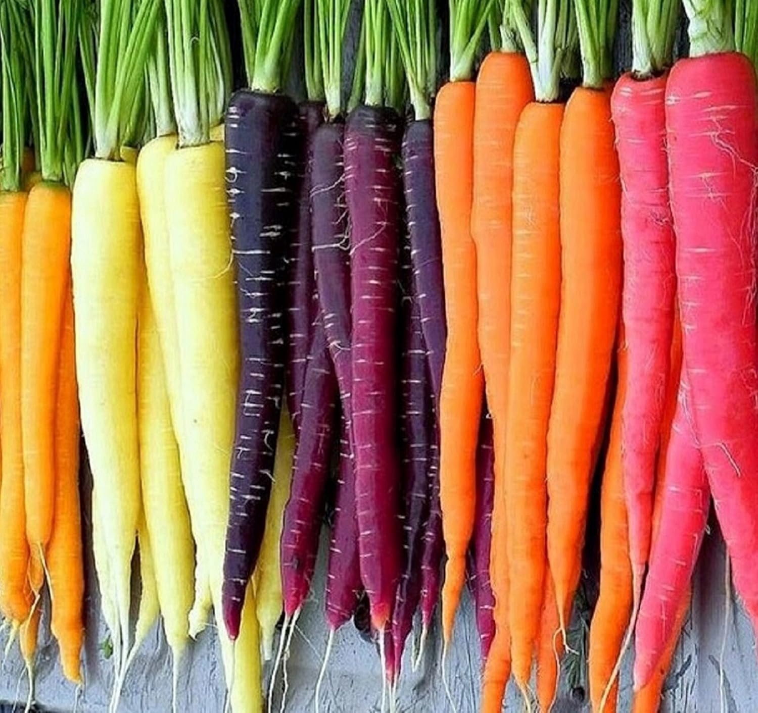 Rainbow Carrot Seeds for Planting Heirloom Packets 750 Seeds – Plant & Grow Rainbow Carrots in Home Outdoor Garden,