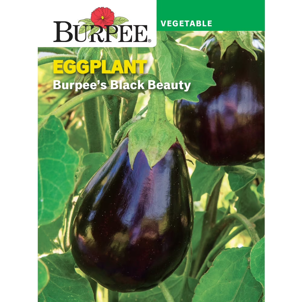 Burpee Black Beauty Eggplant Seed, Heirloom Vegetable, Full Sun, Annual Lifecycle