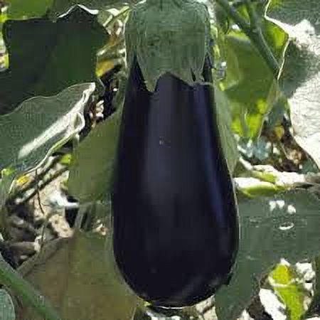 Papaws Garden Supply LLC Helping the Next Generation Grow! Florida Market Egg Plant Seed