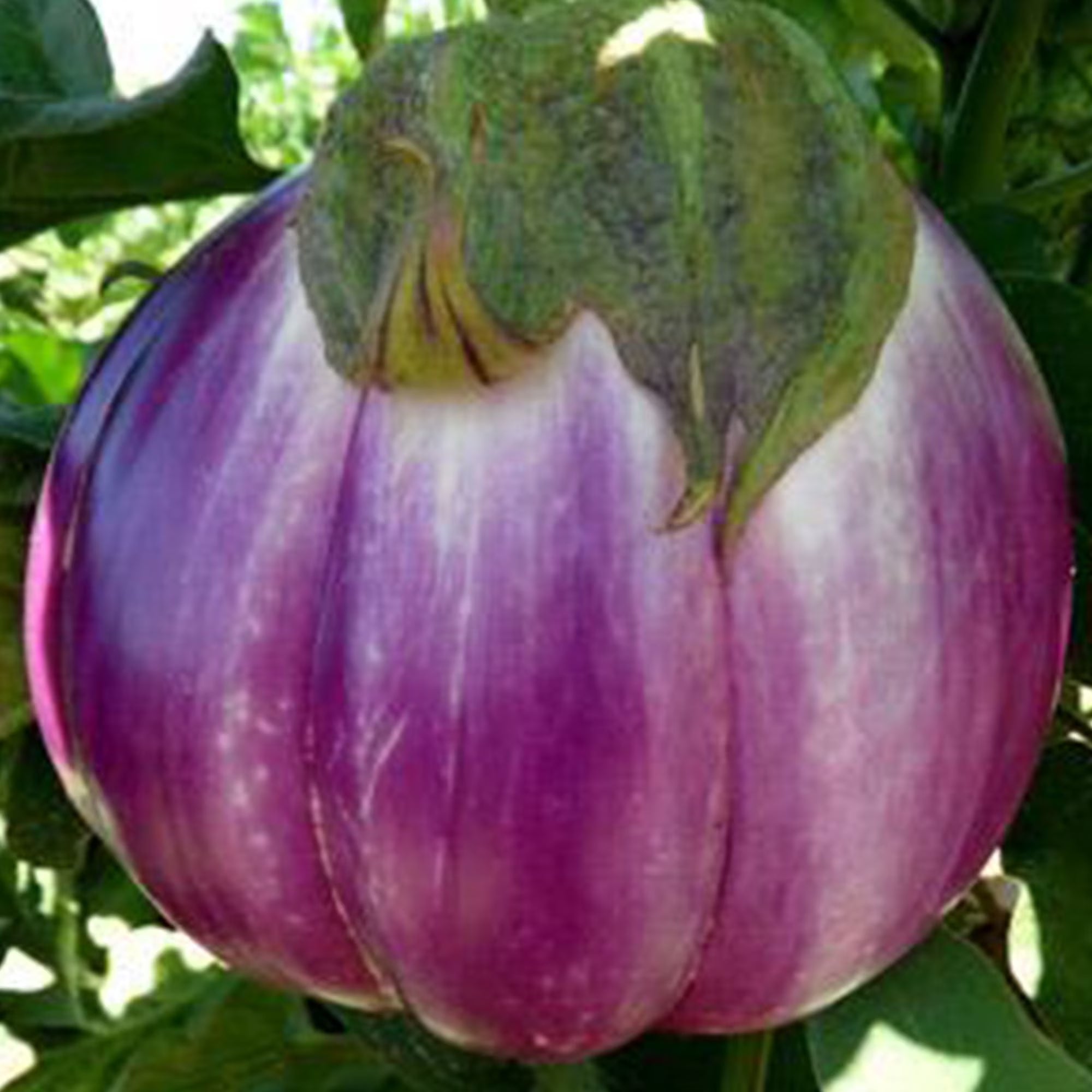 Rosa Bianca Eggplant - 1 OZ ~6,160 Seeds
