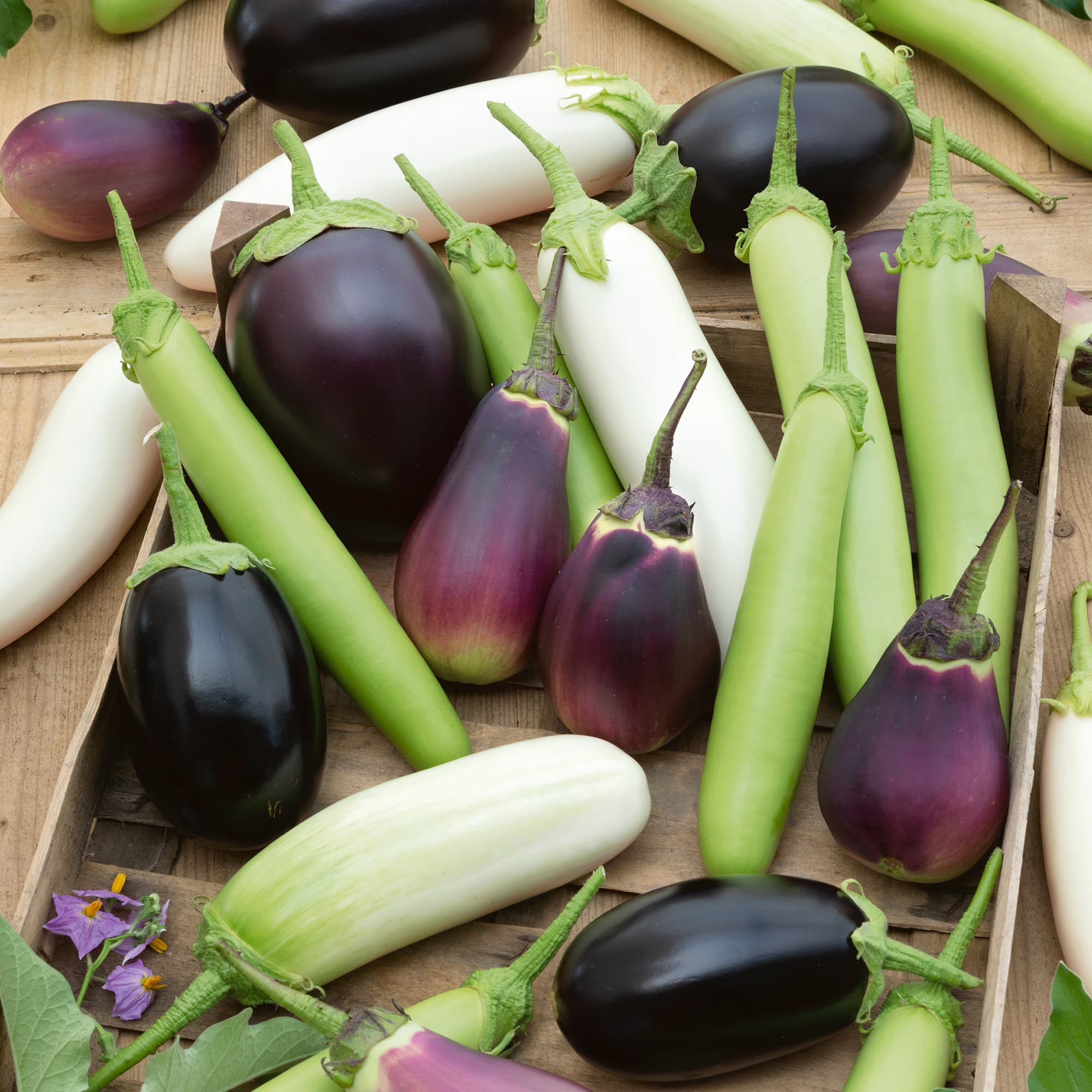 Organic Cook's Choice Eggplant Seeds - 2 g Packet ~464 Seeds