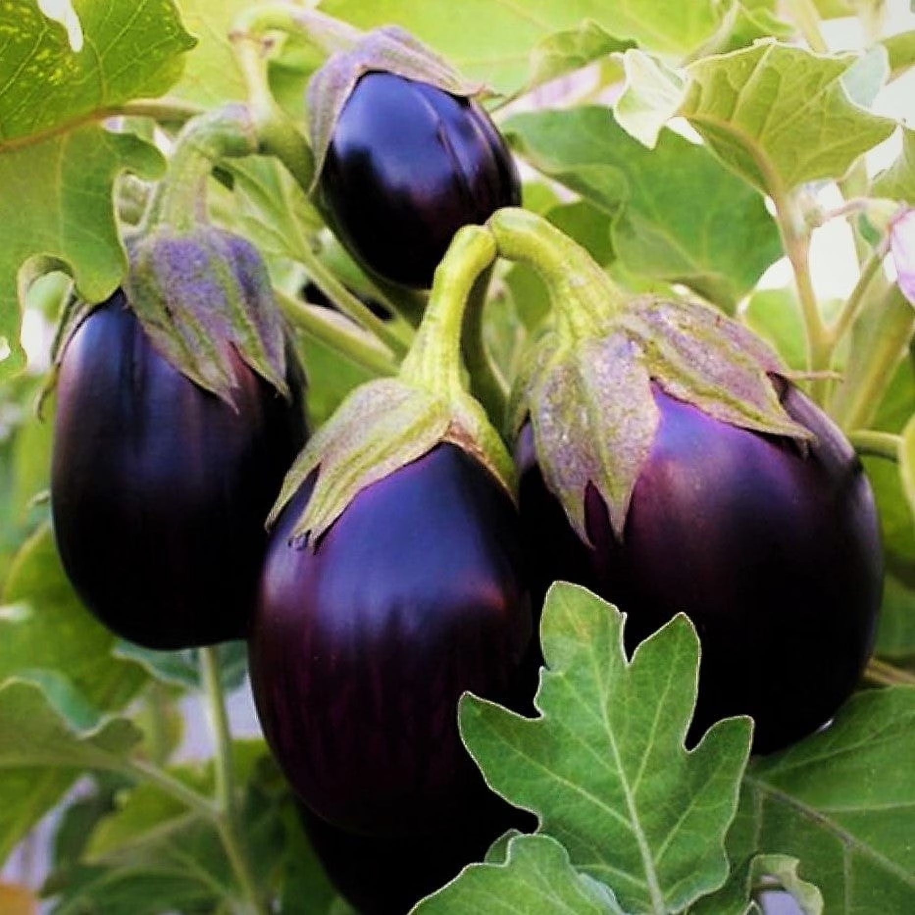 TomorrowSeeds - Black Beauty Eggplant Seeds - 1000+ Count
