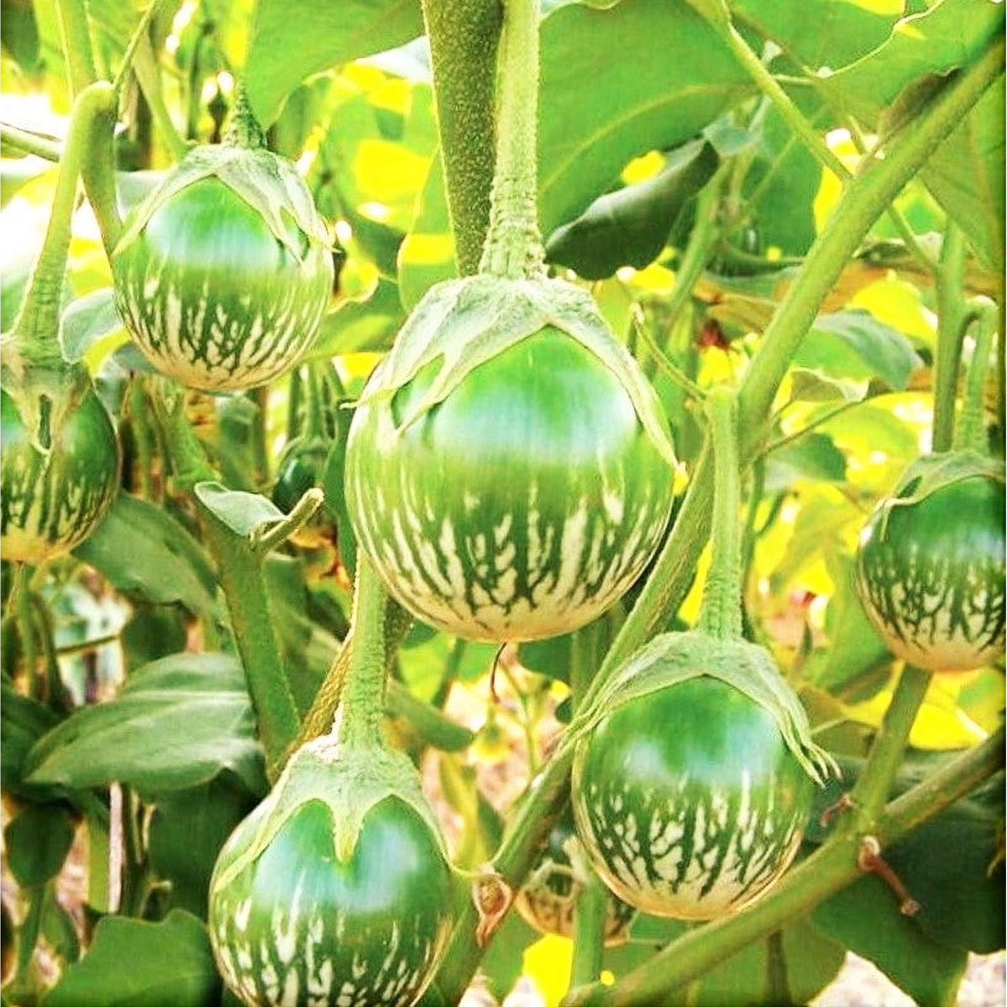 TomorrowSeeds - Petch Siam Thai Eggplant Seeds - 200+ Count