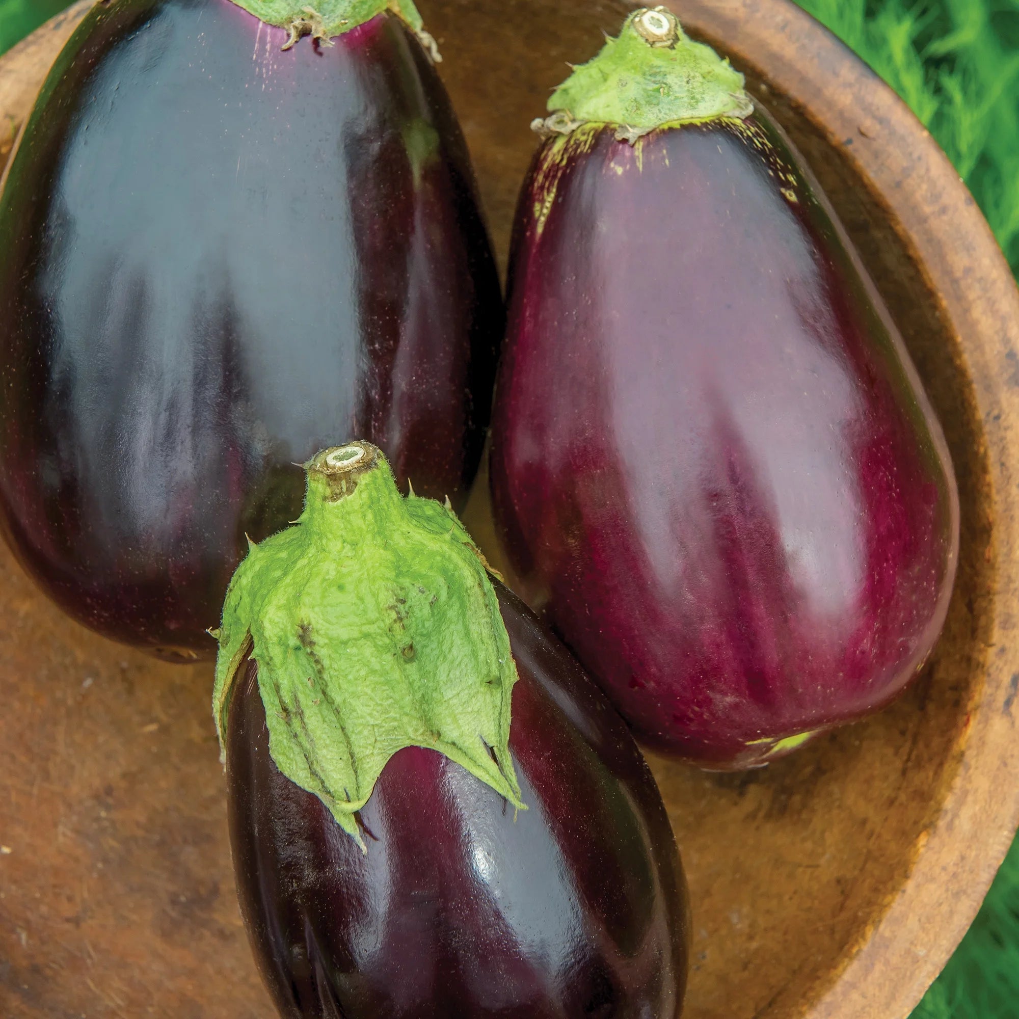 Burpee Organic Burpee's Black Beauty Eggplant Vegetable Seed, 1-Pack, Full Sun, Annual